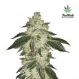 Green Crack Auto - FastBuds